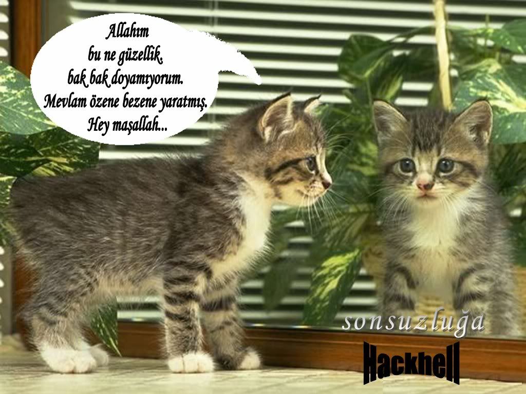 adsz15.jpg