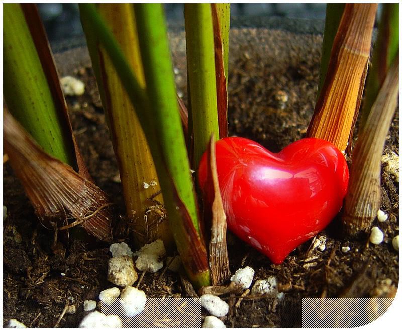 heartbysertb7.jpg