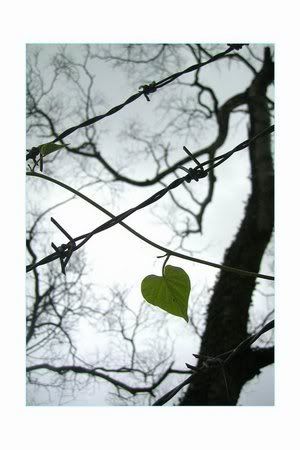 mysimpleheartbyj4n3tuc1go8.jpg