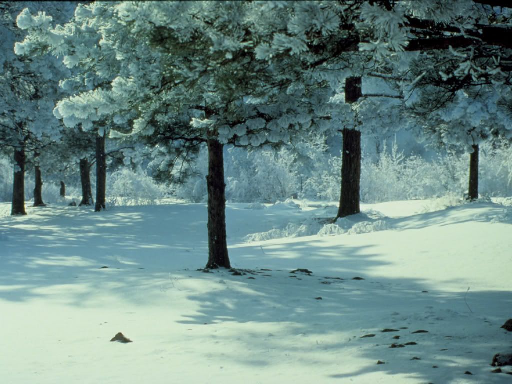 winter_snow-001.jpg