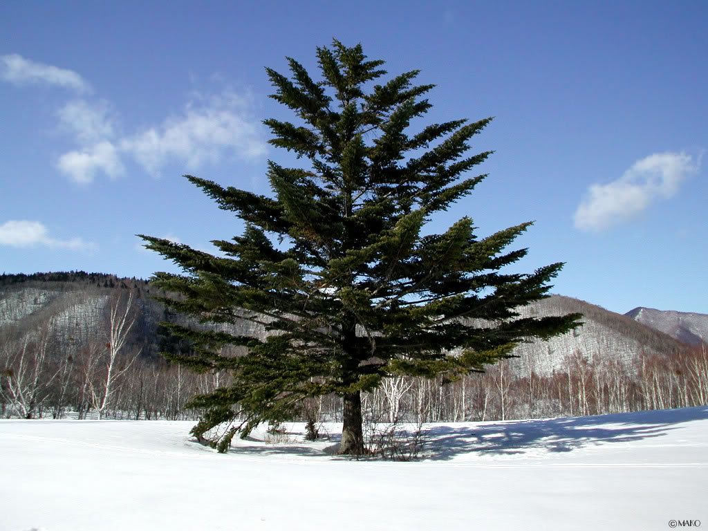 winter_snow-009.jpg