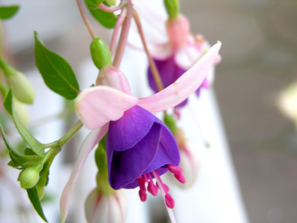 1-Flowers-a10.jpg