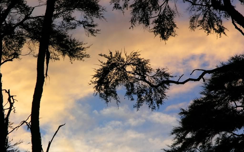 390_4641_0.jpg
