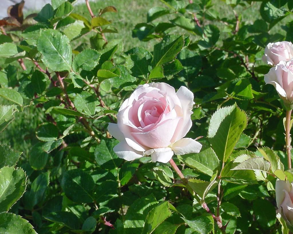 Flowers-008.jpg