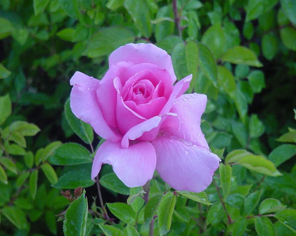 Flowers-009.jpg