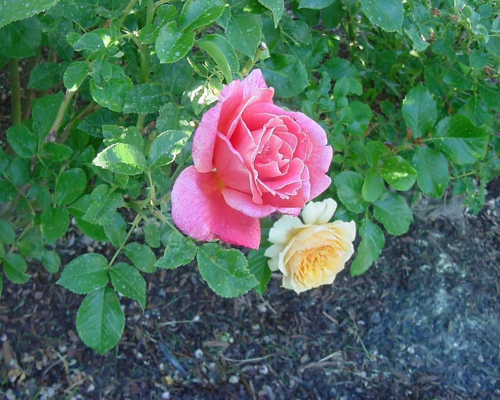 Flowers-010.jpg