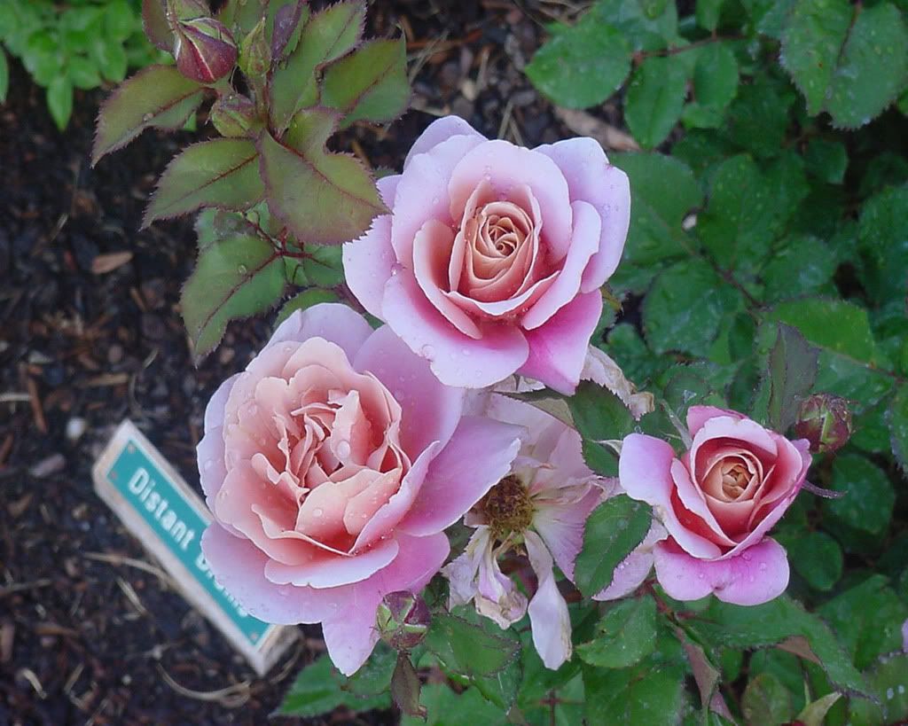 Flowers-012.jpg