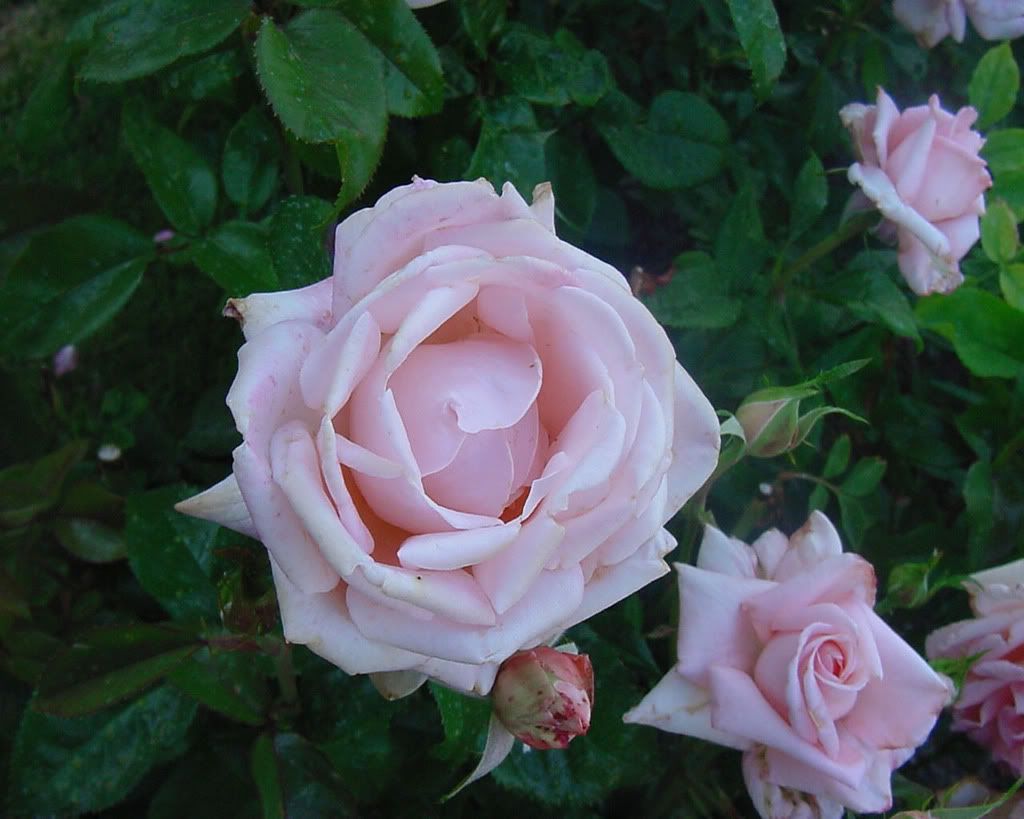 Flowers-014.jpg