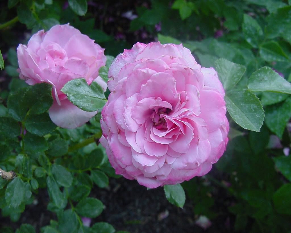 Flowers-015.jpg