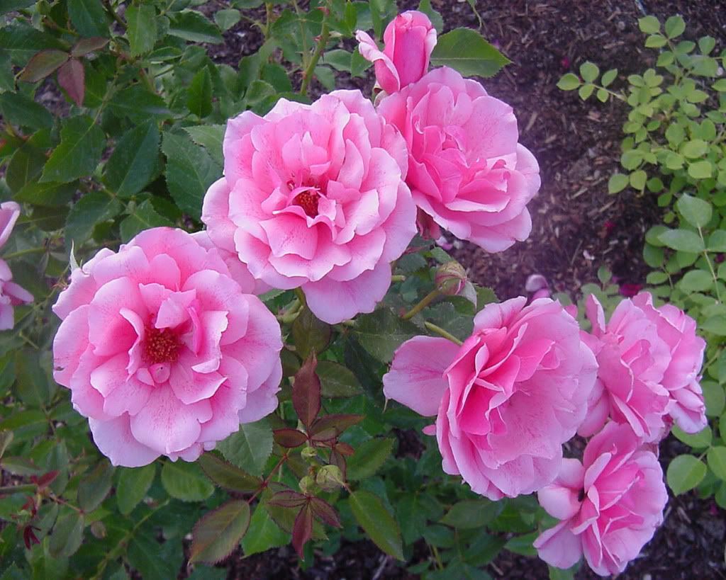 Flowers-016.jpg