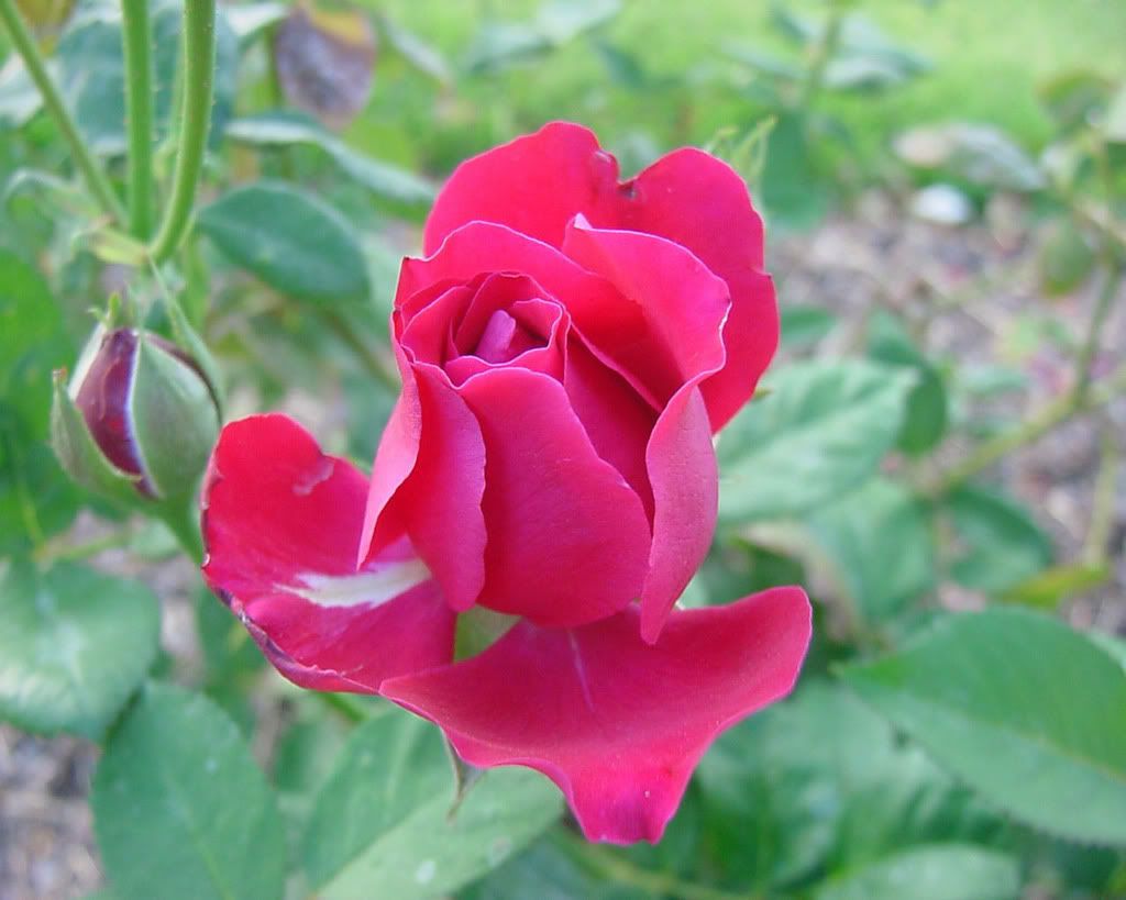 Flowers-017.jpg