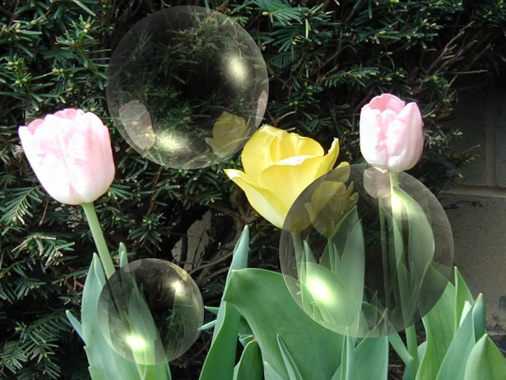 Flowers-020.jpg
