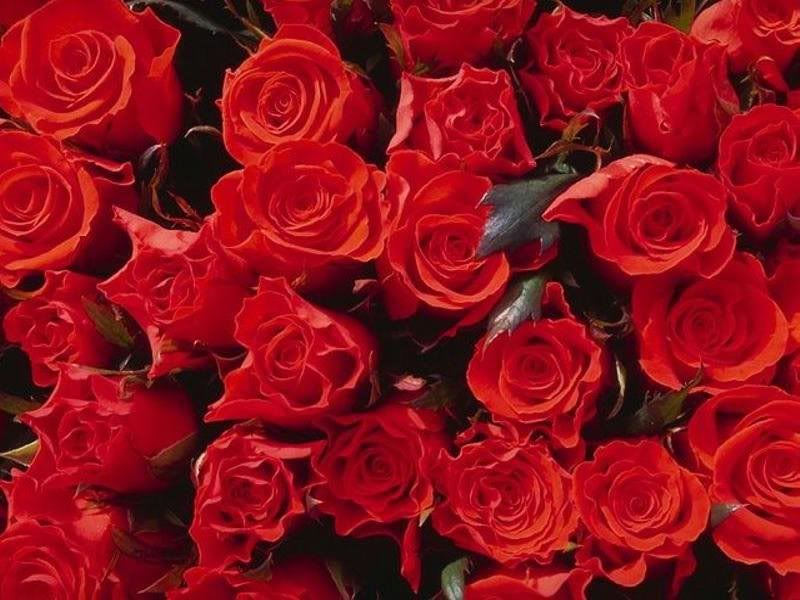 Flowers-022.jpg