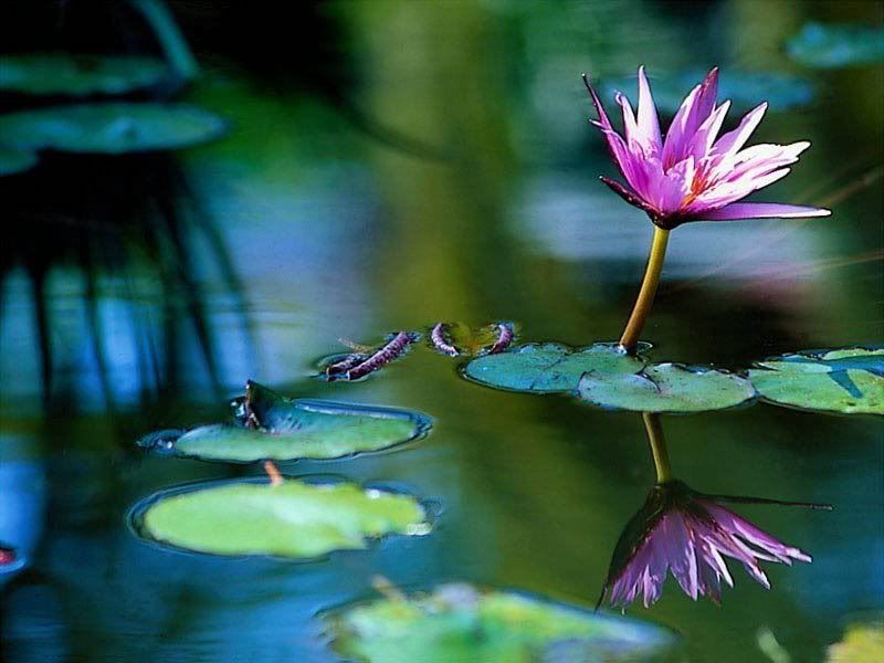 Flowers-023.jpg