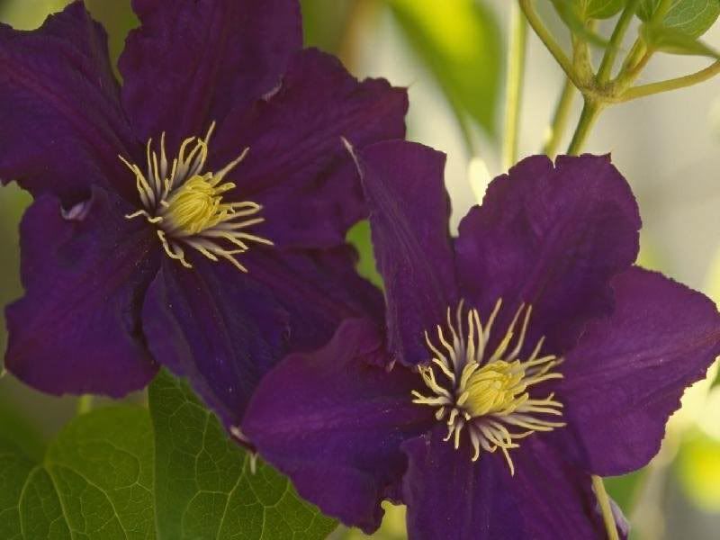 Flowers-024.jpg