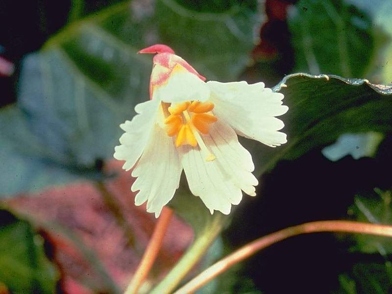 Flowers-025.jpg