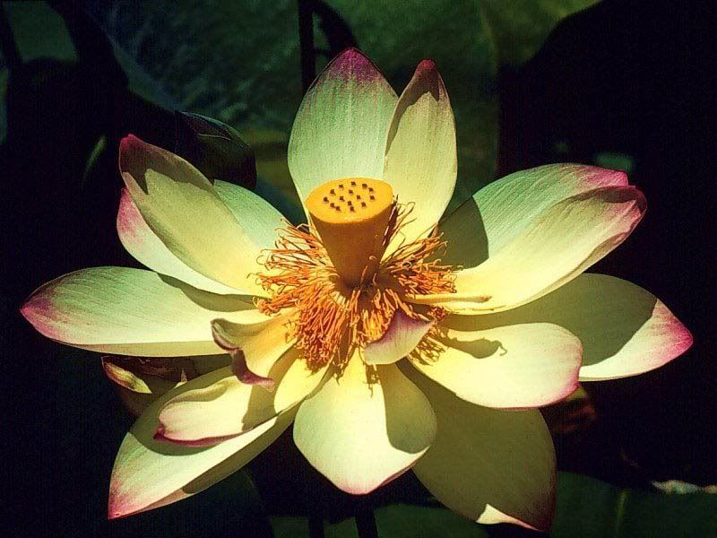 Flowers-027.jpg