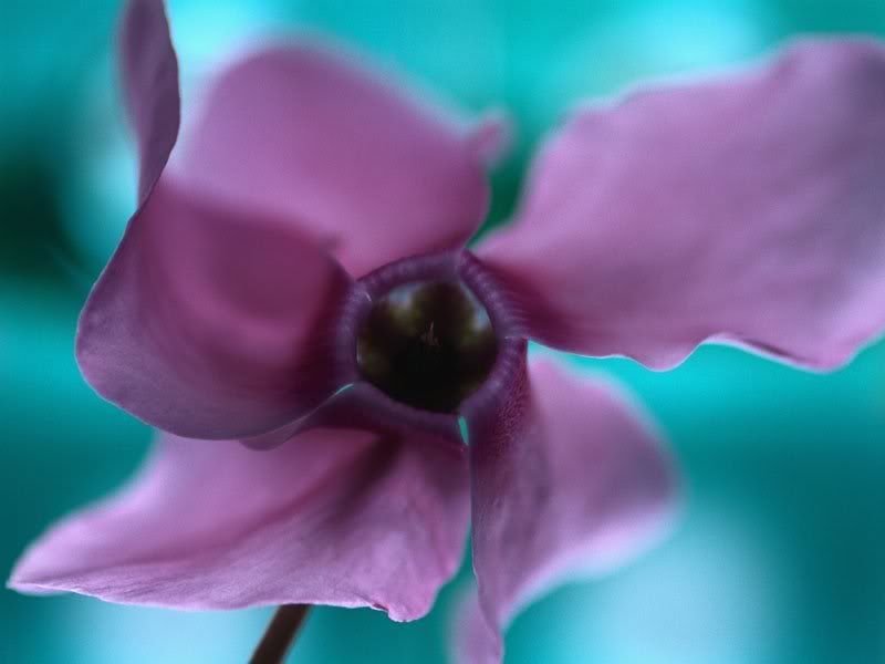 Flowers-028.jpg