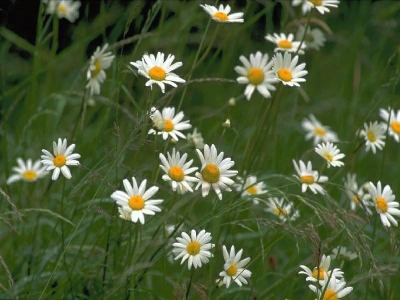 Flowers-029.jpg