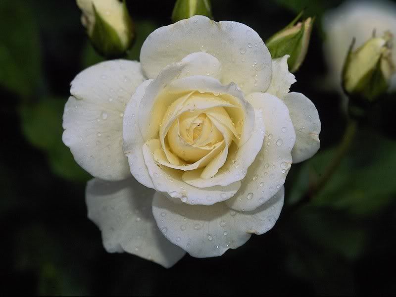Flowers-030.jpg
