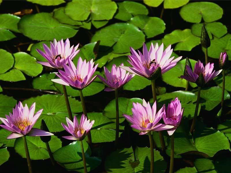 Flowers-031.jpg