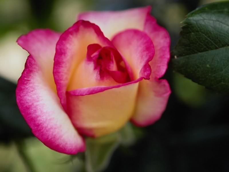Flowers-032.jpg