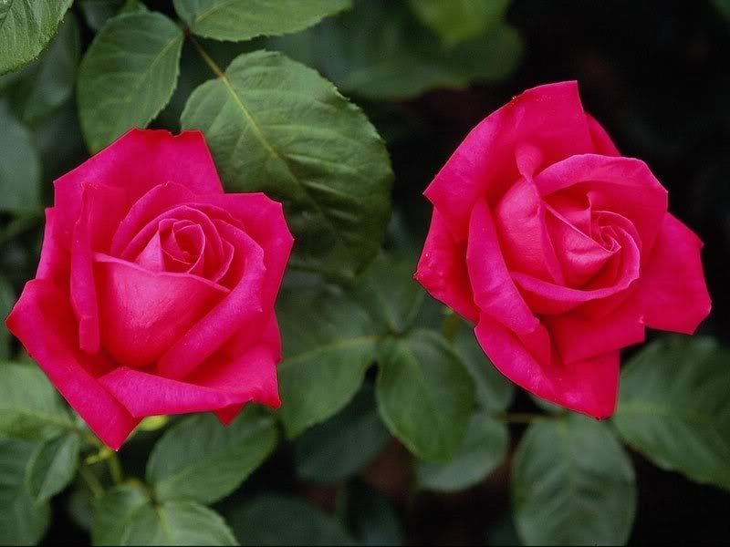 Flowers-033.jpg