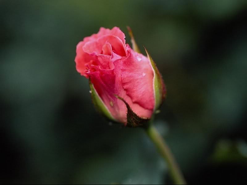 Flowers-036.jpg