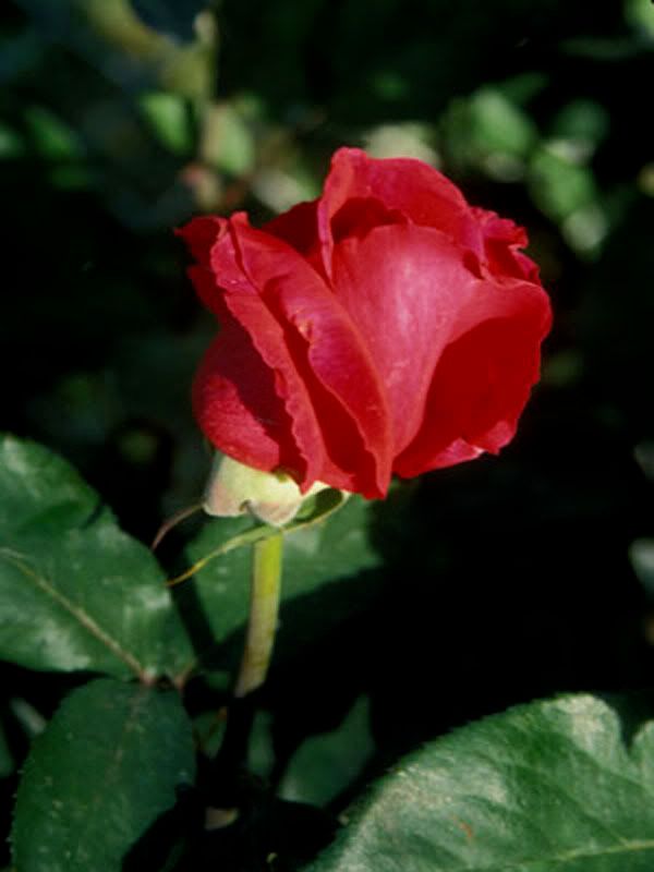 Flowers-039.jpg