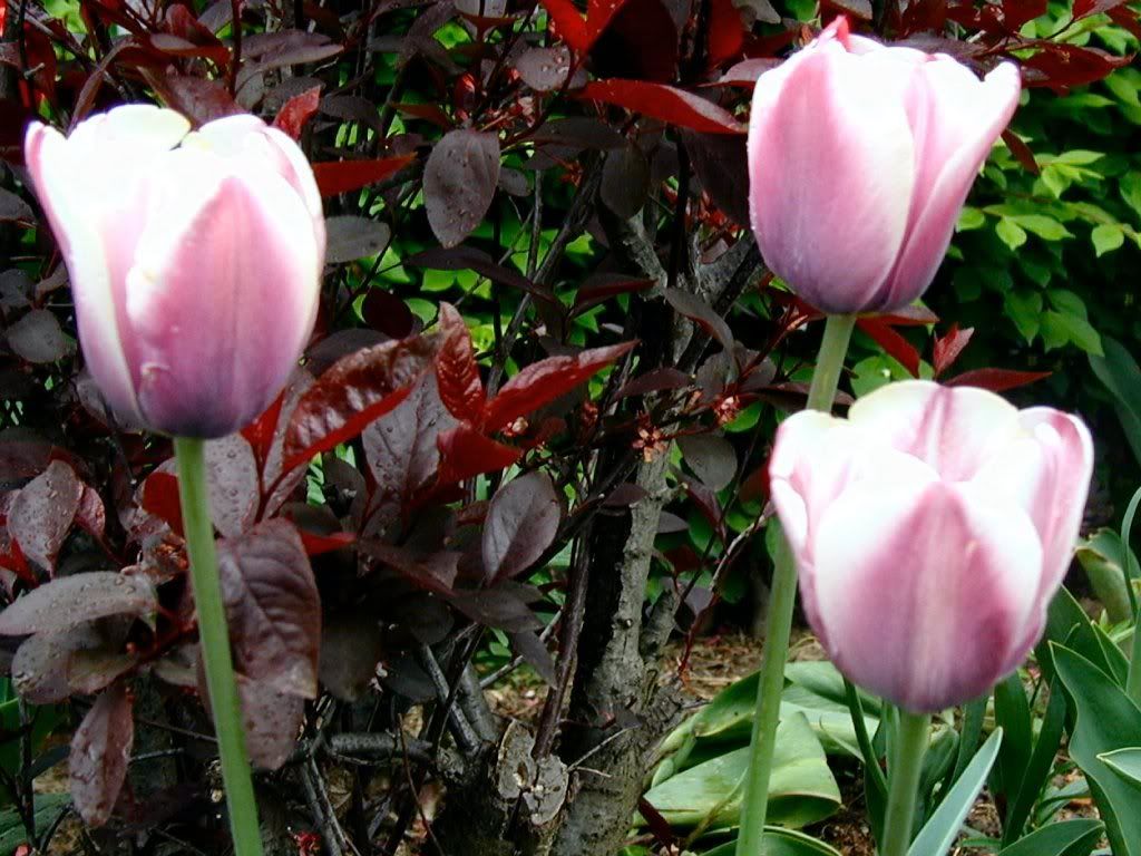 Flowers-041.jpg