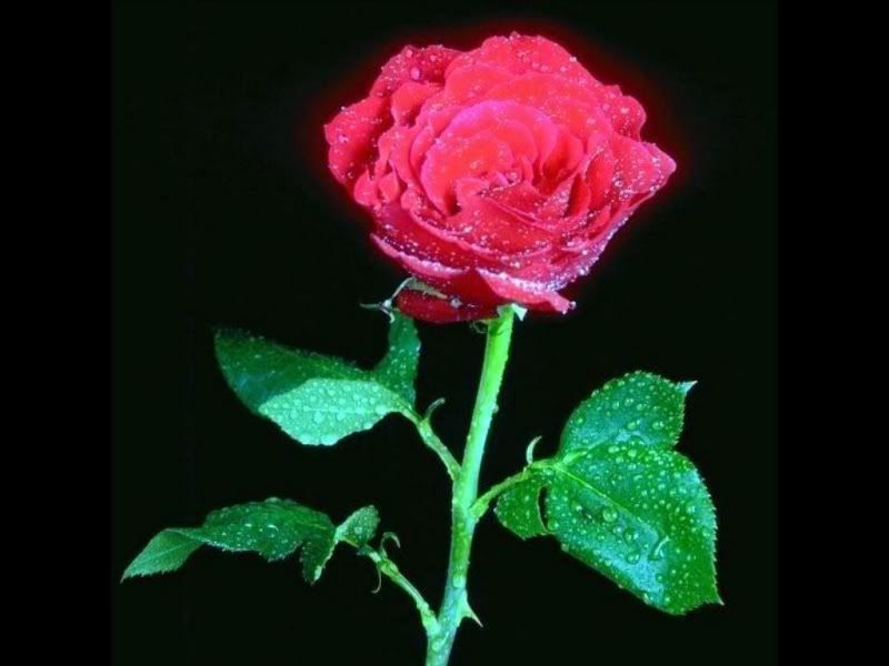 Flowers-047.jpg