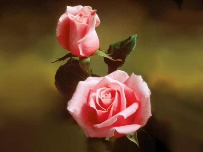 Flowers-048.jpg
