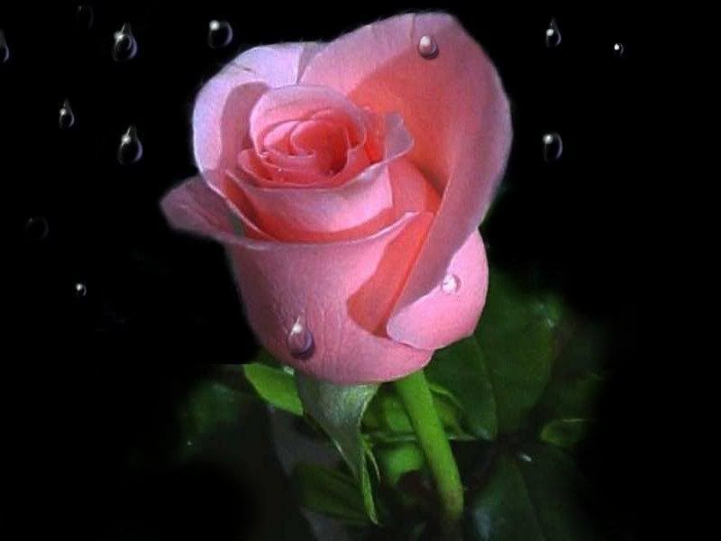Flowers-049.jpg