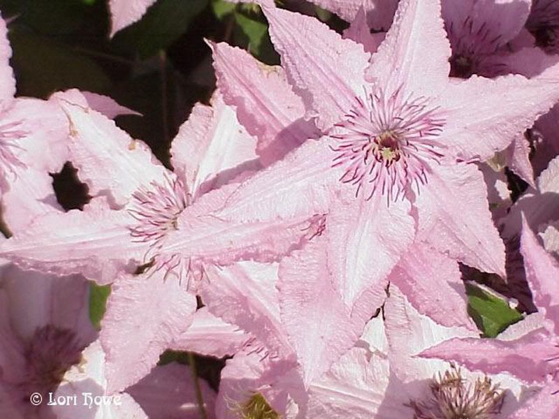 Flowers-1-002.jpg