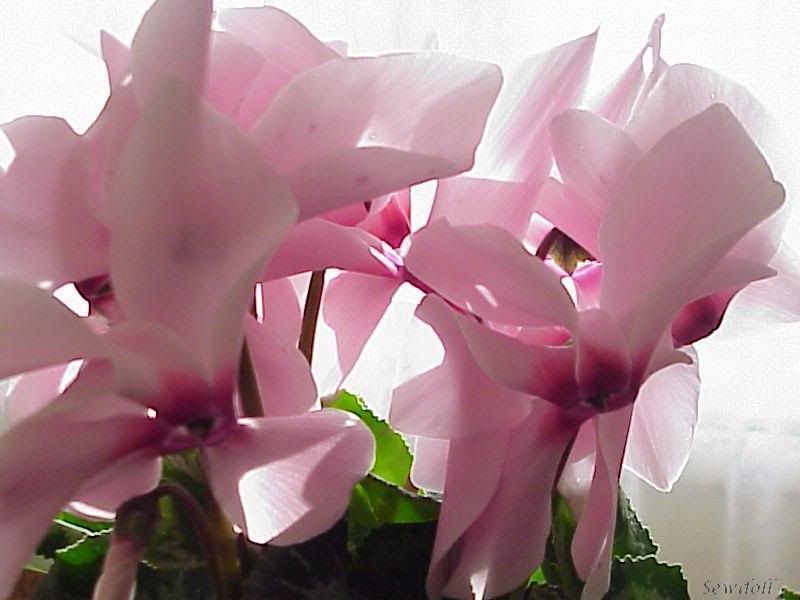 Flowers-1-007.jpg