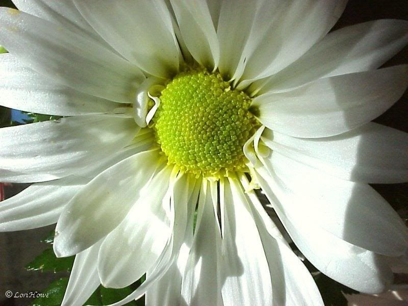Flowers-1-011.jpg