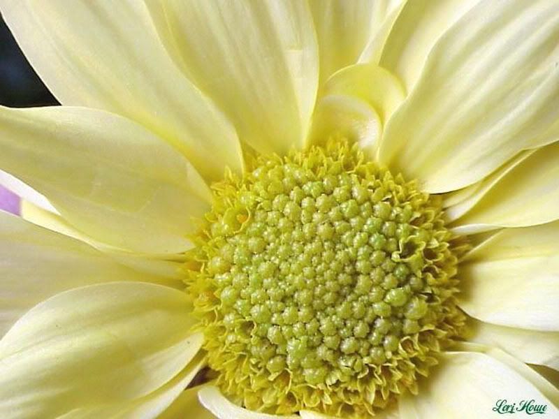 Flowers-1-012.jpg