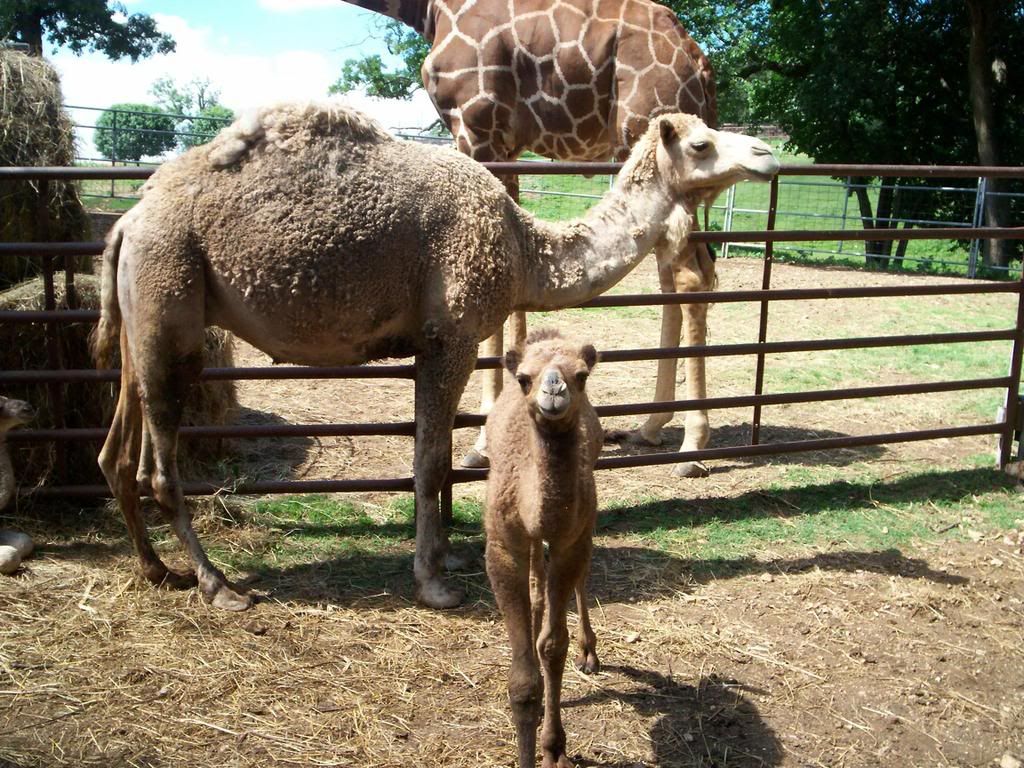 camel_1.jpg