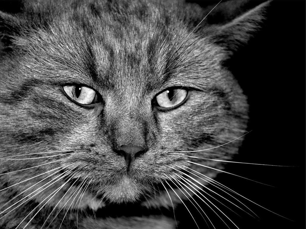 cat-001.jpg