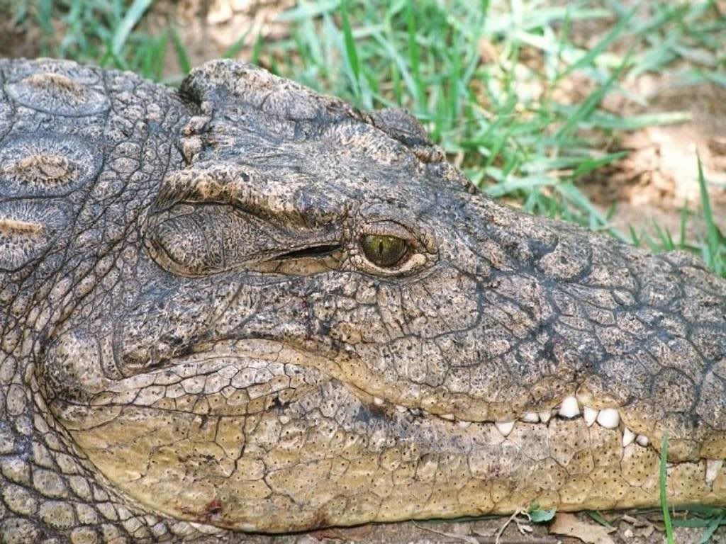 crocodile_1.jpg