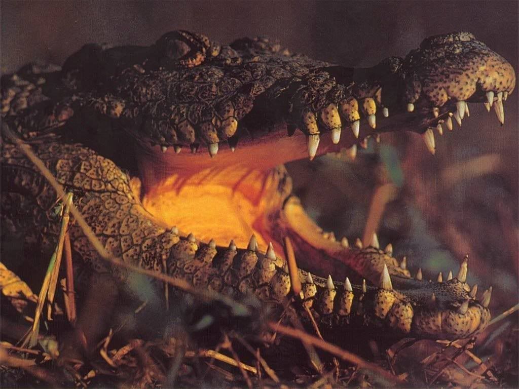 crocodile_2.jpg