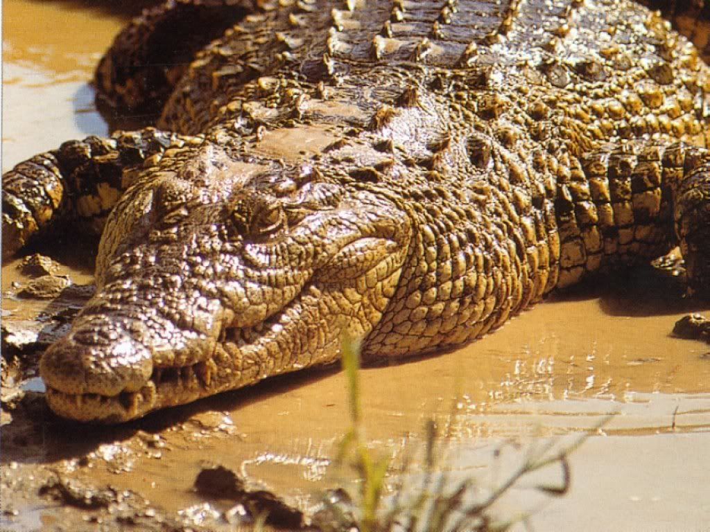 crocodile_3.jpg