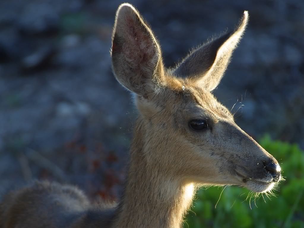 deer_1.jpg