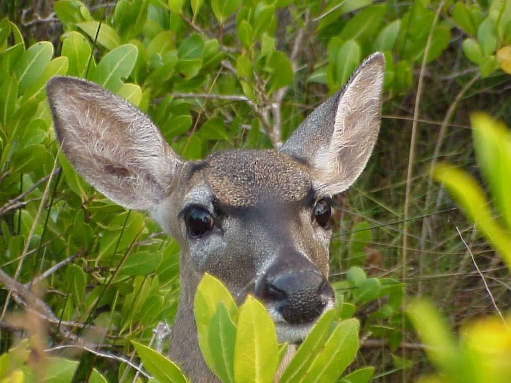 deer_4.jpg
