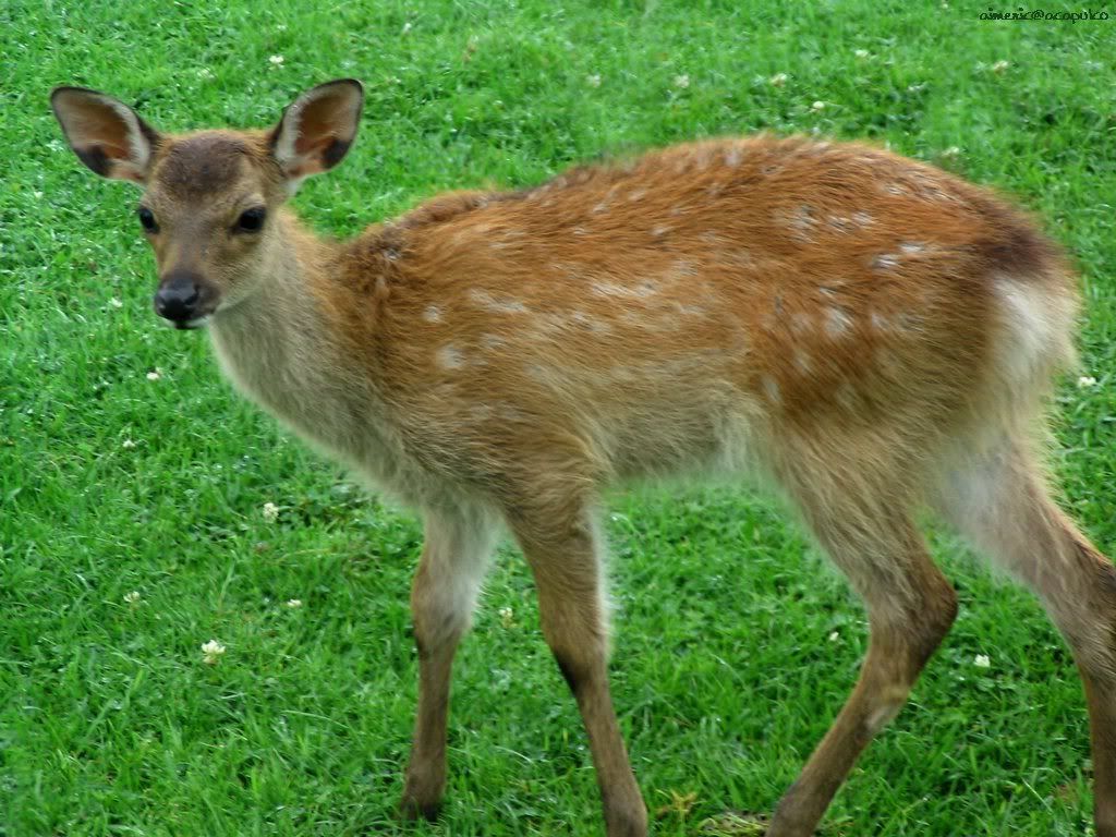deer_5.jpg