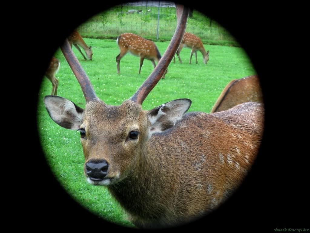deer_7.jpg