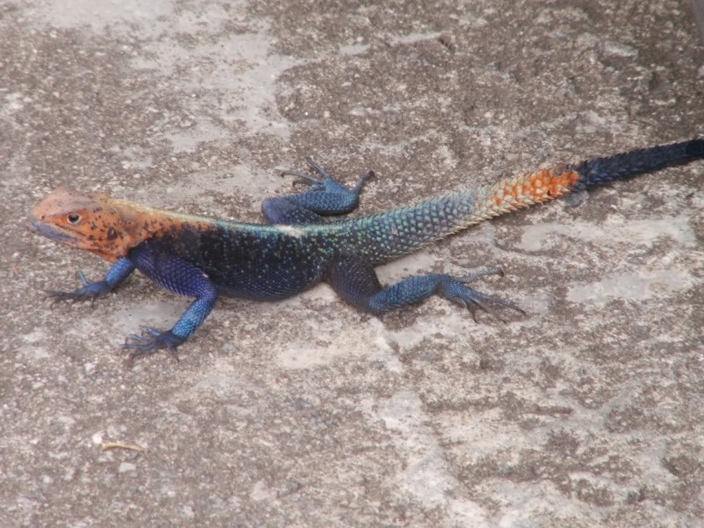 lizard_6.jpg