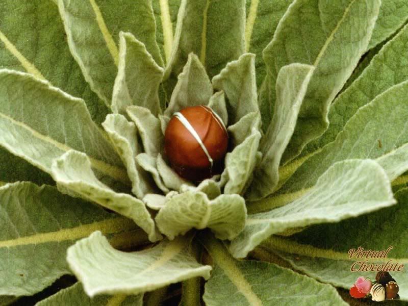 oregontruffleplant800.jpg
