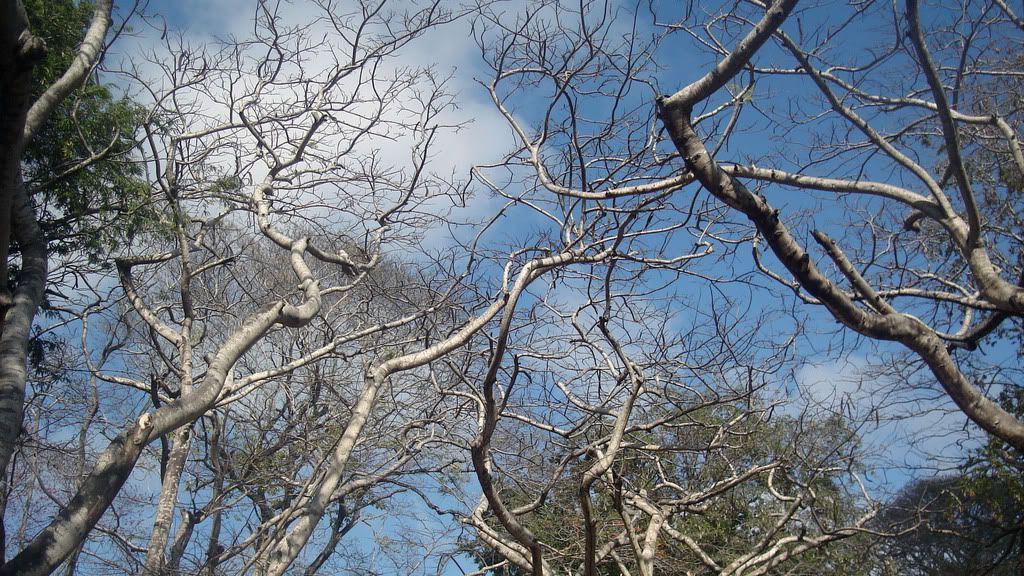 tree_67.jpg