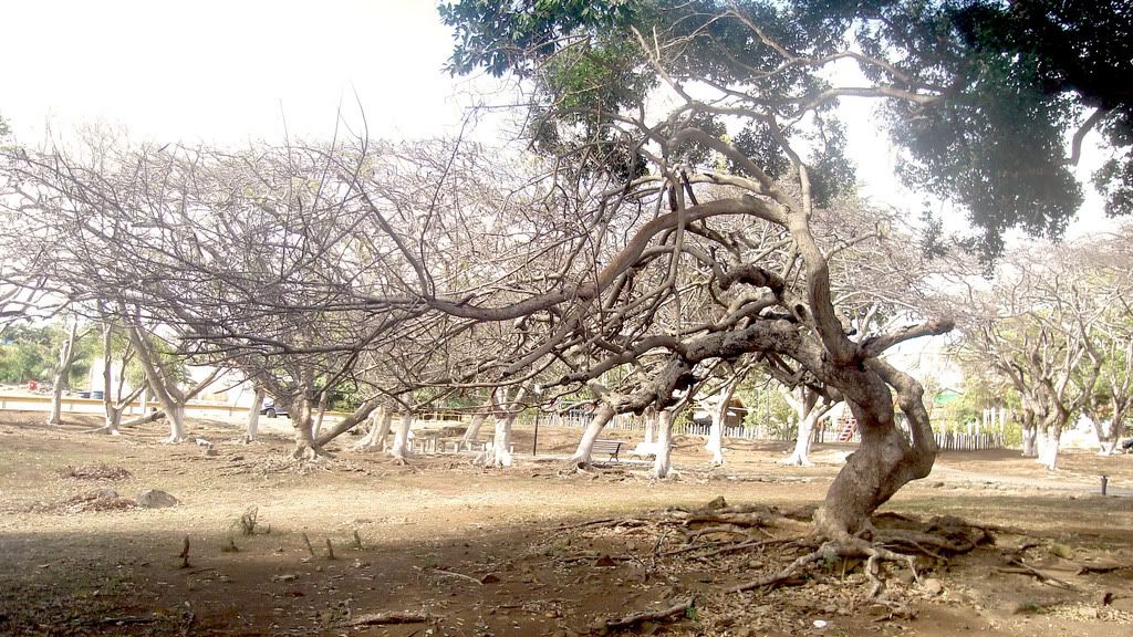 tree_68.jpg